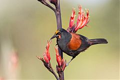 North Island Saddleback