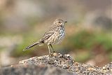 Sage Thrasher