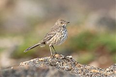 Sage Thrasher