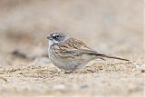 Sagebrush Sparrowborder=