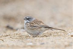 Sagebrush Sparrow