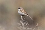 Sagebrush Sparrowborder=