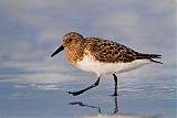 Sanderling