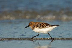 Sanderling