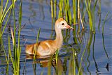 Sandhill Crane