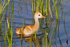 Sandhill Crane