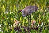 Sandhill Craneborder=