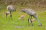 Sandhill Craneborder=