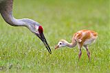 Sandhill Craneborder=