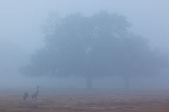 Sandhill Crane