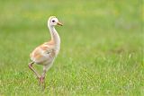 Sandhill Craneborder=