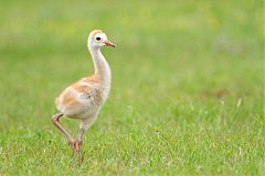 Sandhill Crane