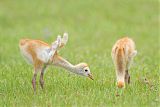 Sandhill Craneborder=