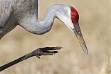 Sandhill Craneborder=