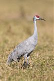 Sandhill Crane