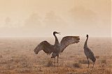 Sandhill Crane