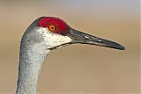 Sandhill Craneborder=