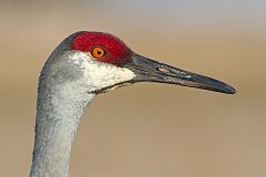 Sandhill Crane