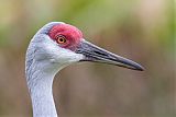 Sandhill Craneborder=