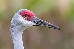 Sandhill Crane