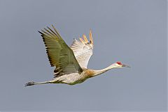 Sandhill Crane