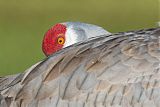 Sandhill Craneborder=