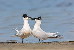 Sandwich Tern