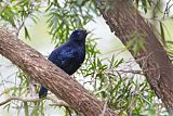 Satin Bowerbird