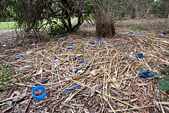 Satin Bowerbird