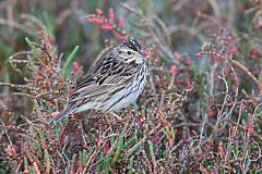 Savannah Sparrow