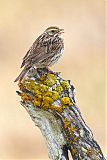 Savannah Sparrow