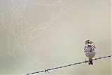 Savannah Sparrow