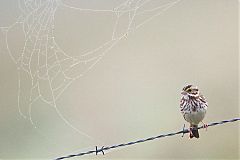 Savannah Sparrow