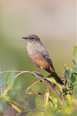 Say's Phoebe