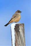 Say's Phoebe