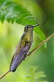 Scaly-breasted Hummingbird