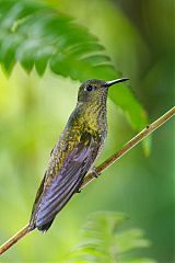 Scaly-breasted Hummingbird