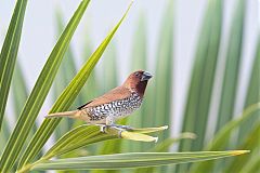 Scaly-breasted Munia