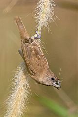 Scaly-breasted Munia