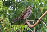 Scaly-breasted Thrasherborder=