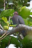 Scaly-naped Pigeon