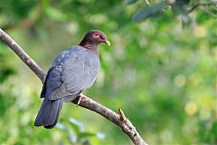 Scaly-naped Pigeon