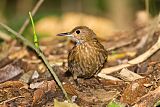 Scaly-throated Leaftosserborder=