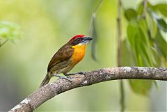 Scarlet-crowned Barbet