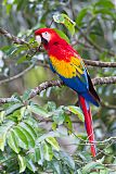 Scarlet Macaw