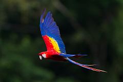 Scarlet Macaw