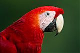 Scarlet Macawborder=