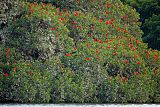 Scarlet Ibis