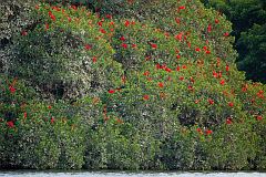 Scarlet Ibis