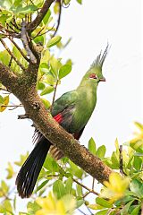 Schalow's Turaco